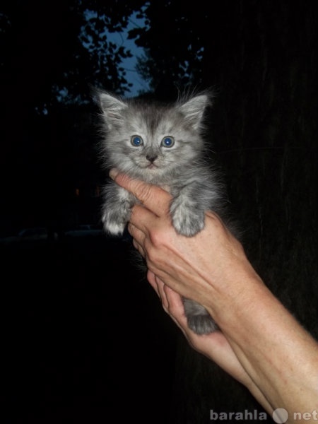 Отдам даром: очаровательный котенок в добрые руки