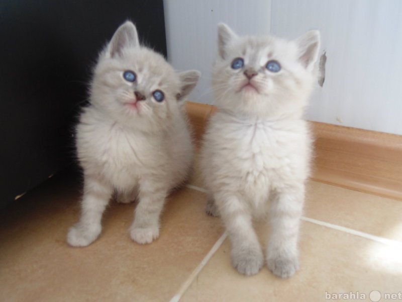 Продам: Тайские котята с ярко синими глазками