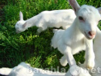 Продам: козы с козлятами