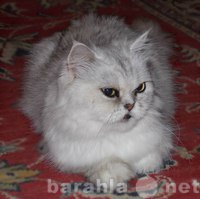 Отдам даром: кошка персиковая шиншилла