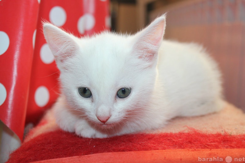 Продам: Белый котик