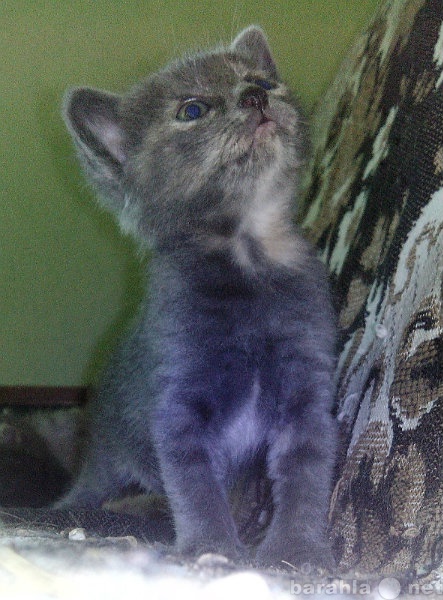 Продам: котенок от русской голубой