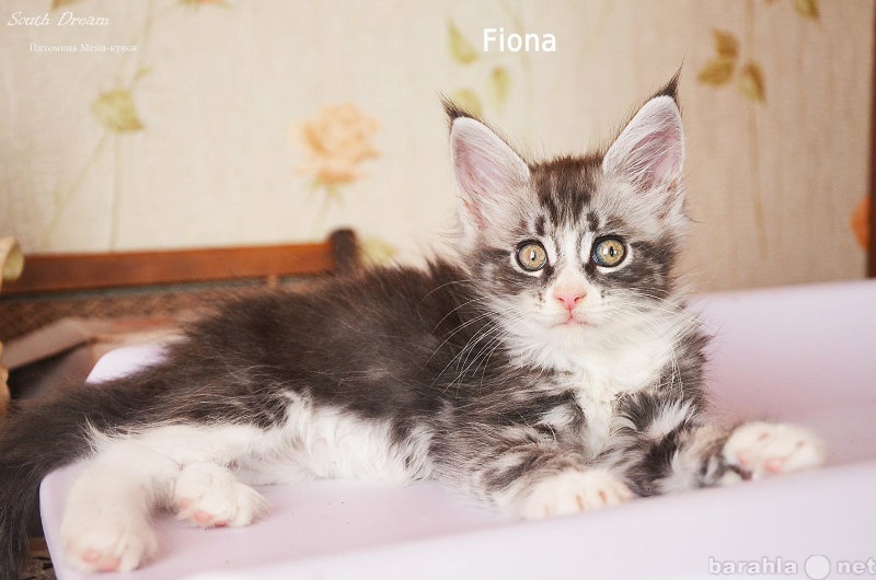 Продам: Алиментный котенок породы Мейн-кун