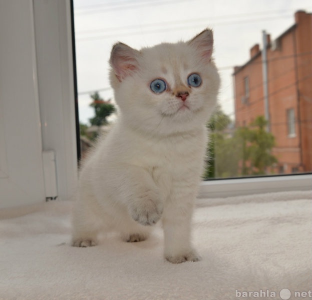 Продам: Британские котята породные,редкие окрасы
