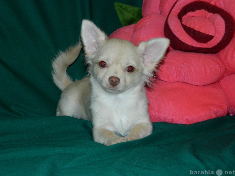 Продам: Породный щенок чихуахуа