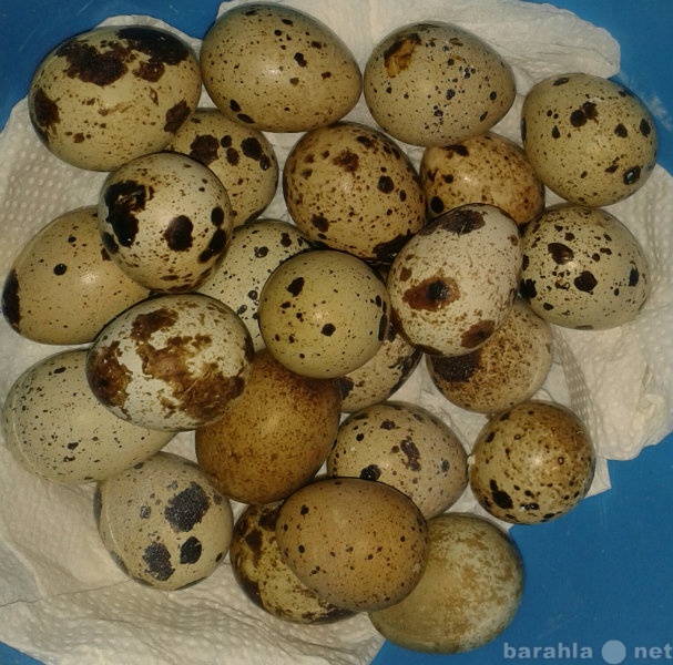 Продам: Перепела инкубационное яйцо