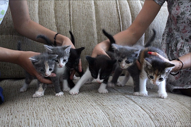 Отдам даром: Милые котята в добрые руки
