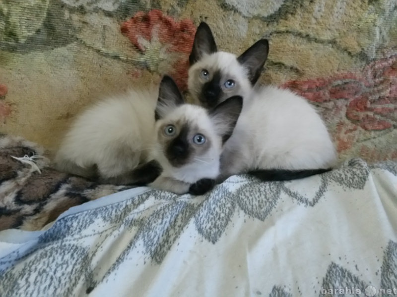 Продам: Голубоглазые котята породы тайская