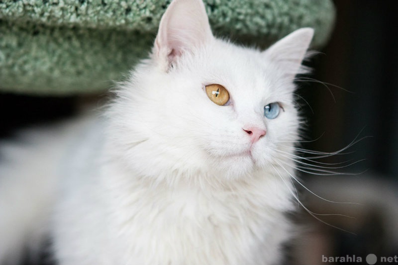 Отдам даром: Кот чудесной красоты