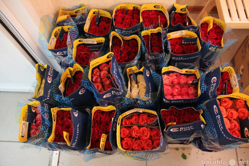 Продам: Розы с Эквадора оптом