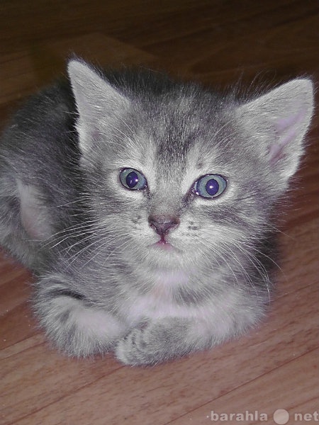 Отдам даром: котенок от русской голубой