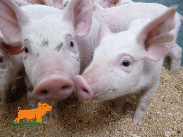 Продам: порода свиней ландрас