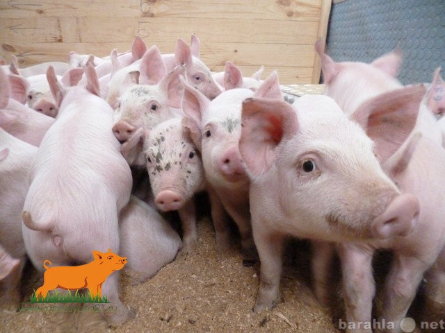 Продам: свиньи породы ландрас
