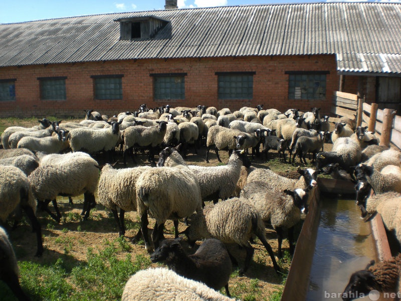 Продам: Романовские овцы, бараны