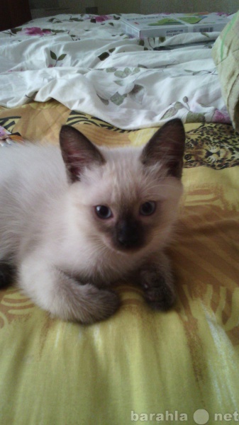 Продам: Котенка тайской породы