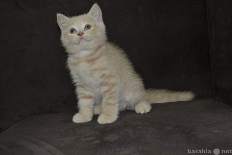 Продам: Персиковый плюшевый котик .Документы