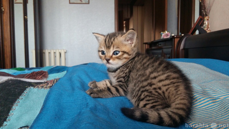 Продам: Британский полосатый котенок