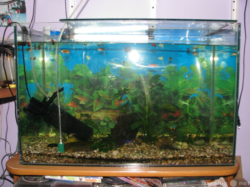 Продам: Продам аквариум