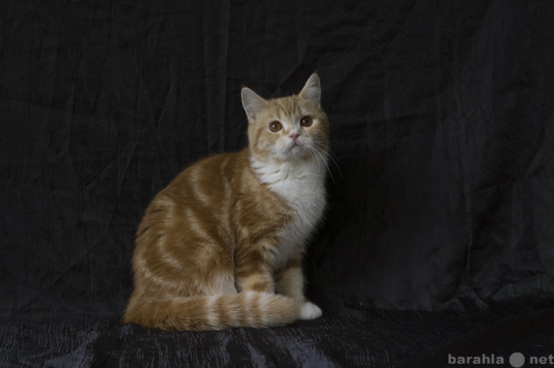 Продам: Шотландский короткошерстный котенок