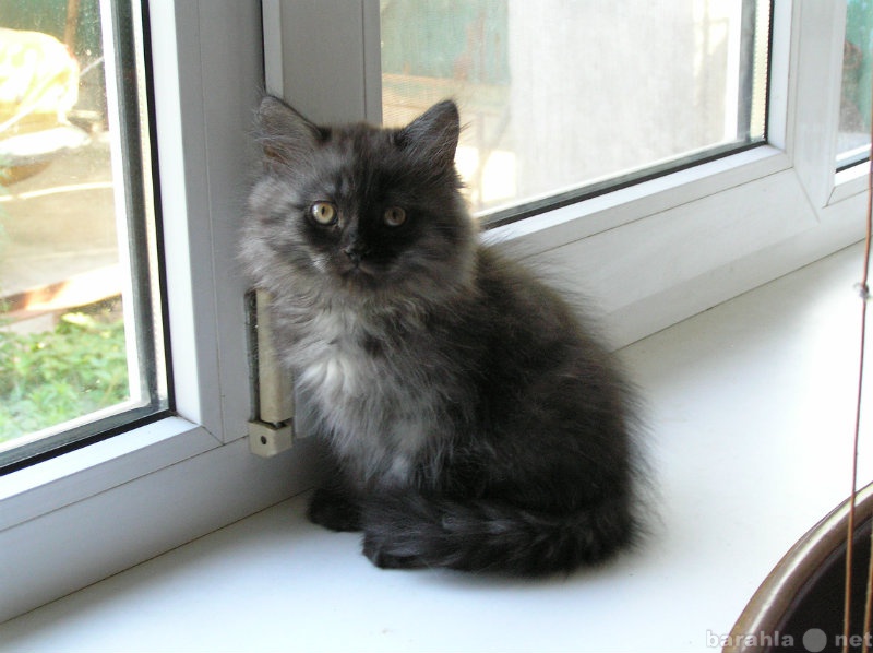 Продам: черно-дымчатый котенок