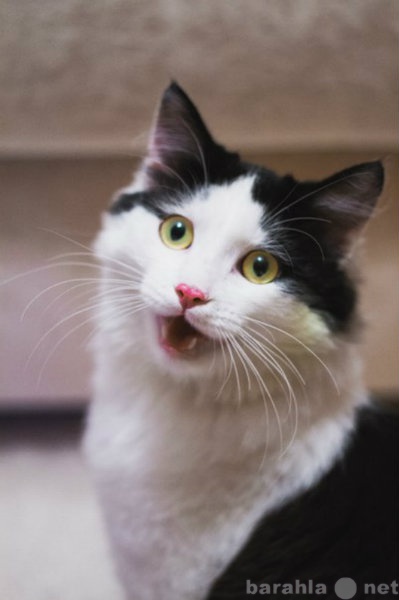 Продам: Красавец кот Ялонг Бэй