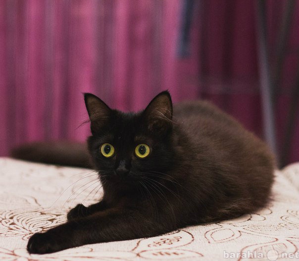 Продам: Кошка Лиматола, стерилизована