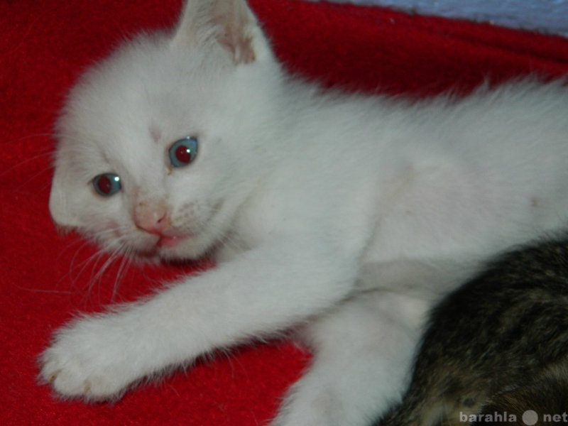 Отдам даром: белый котеночек в добрые руки