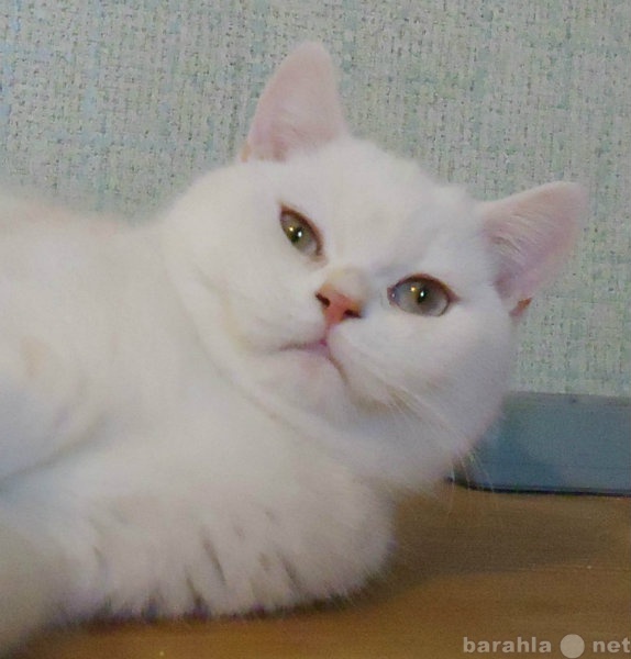 Продам: Британский котик окраса камео