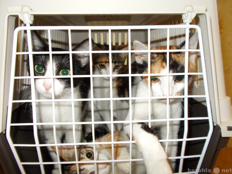 Отдам даром: кошка и 4 котенка 3 трехцветных дворянки
