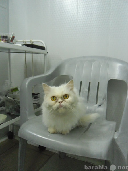 Отдам даром: Белоснежная персидская кошка
