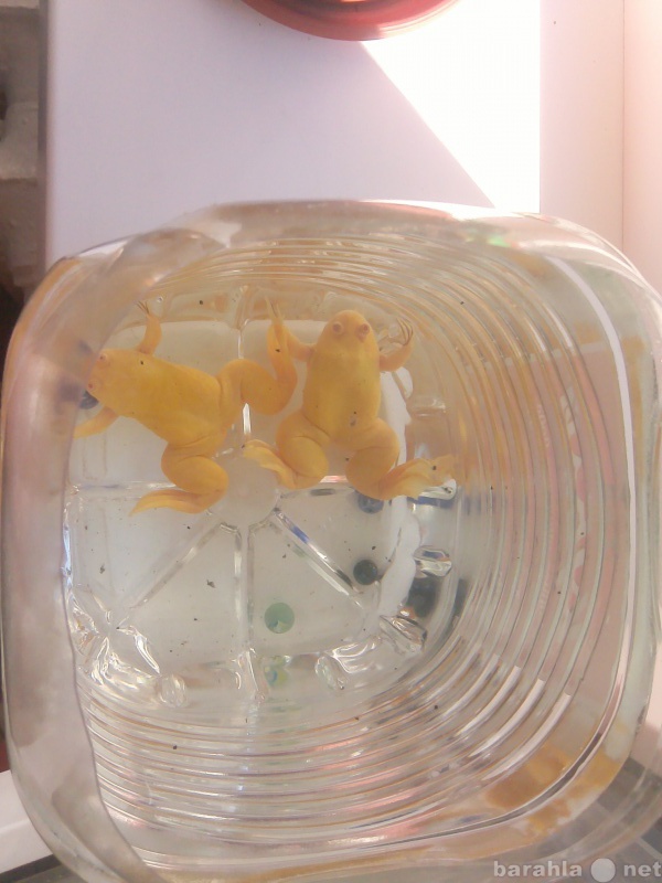 Продам: две милые желтенькие жабы