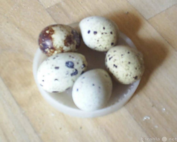 Продам: Инкубационное яйцо мясных перепелов