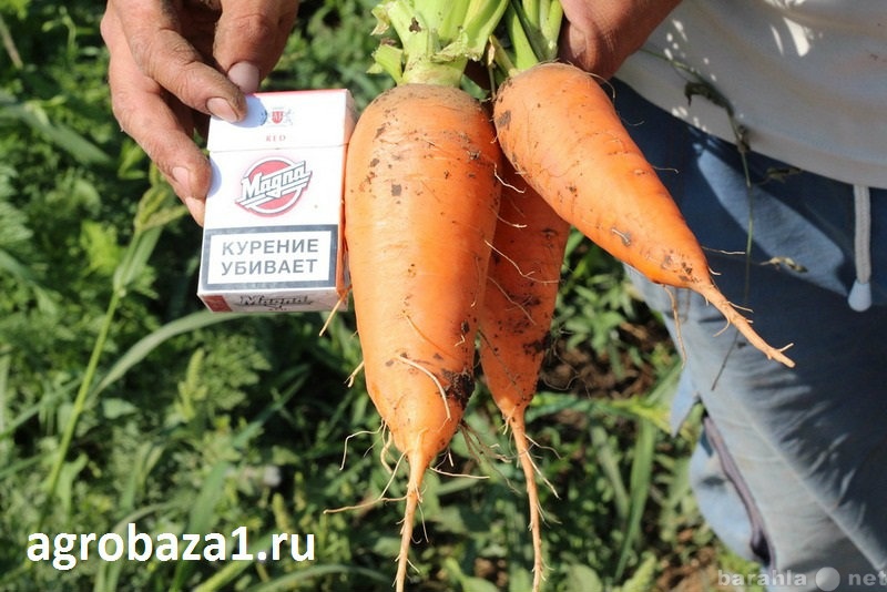 Продам: Ранняя морковь оптом от Производителя