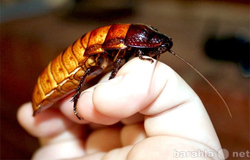 Продам: Мадагаскарские тараканы