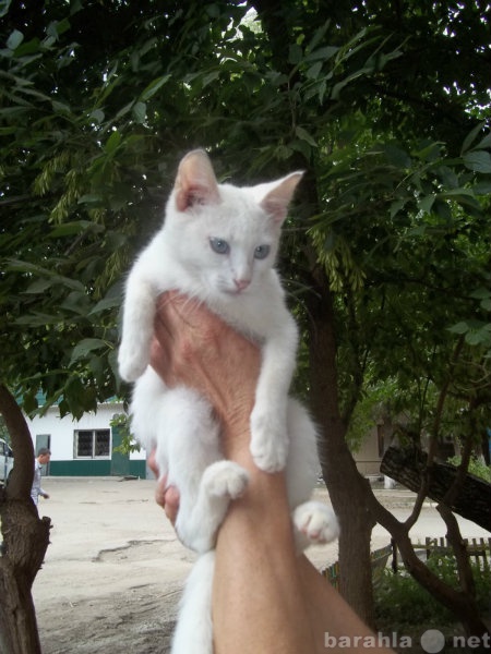 Отдам даром: белоснежный котик в добрые руки