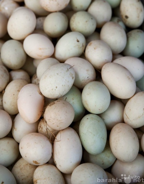 Продам: Утиные яйца, гусиные и яйца индейки
