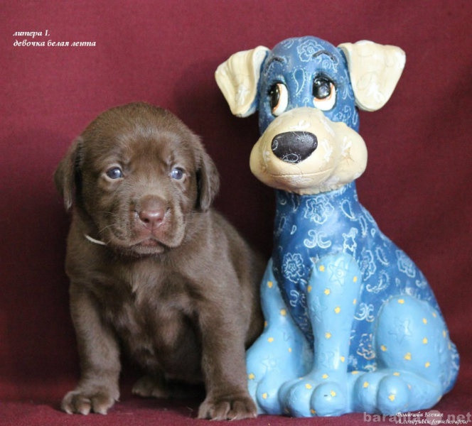 Продам: Красивейшие шоколадные щенки лабрадора