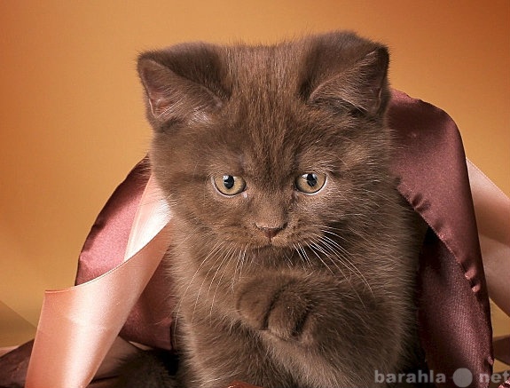 Продам: Клубный британский котенок