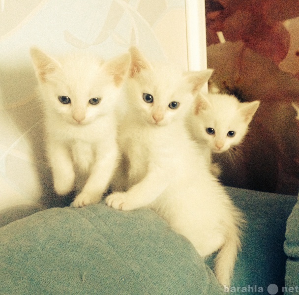 Продам: Белоснежные котята в добрые руки!