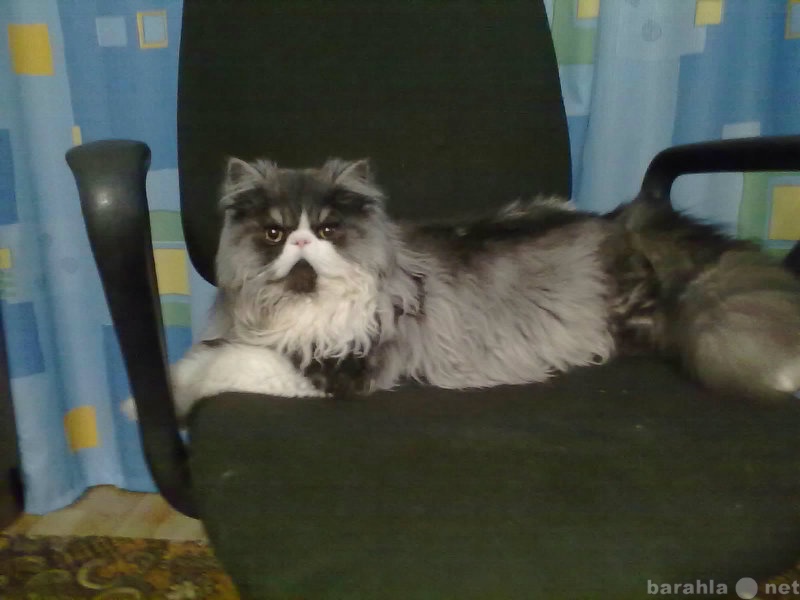 Продам: персидских котят