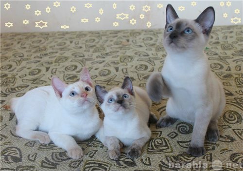 Продам: котята меконгского (тайского) бобтейла
