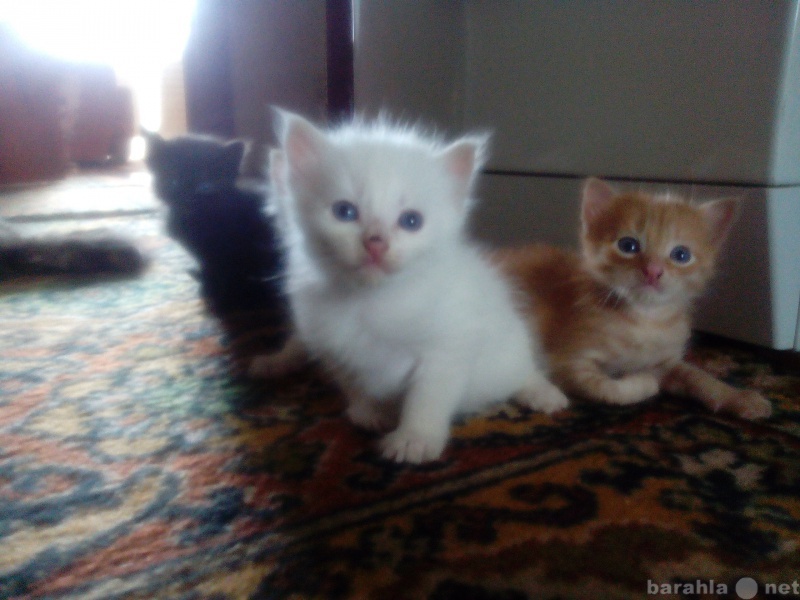 Отдам даром: 5 очаровательных котят ищут новый дом