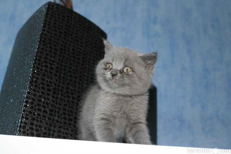 Продам: Британский короткошерстный котенок