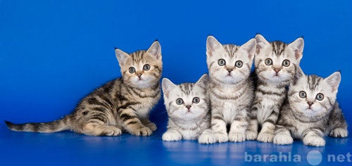 Продам: шотландские короткошерстные котята