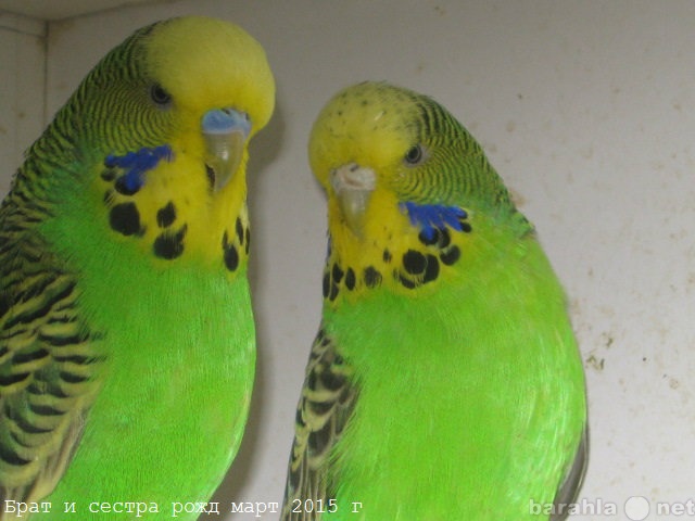 Продам: Выставочные волнистые попугаи молодежь