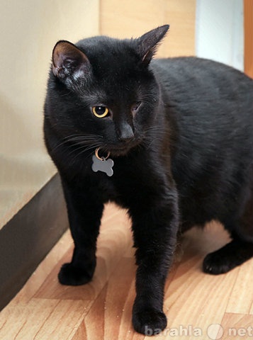 Отдам даром: Особенный котик Черныш ищет дом
