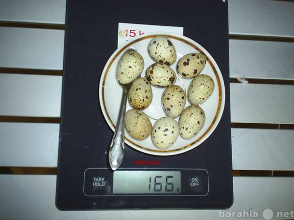 Продам: Инкубационное яйцо перепелов Танюшкин Фа