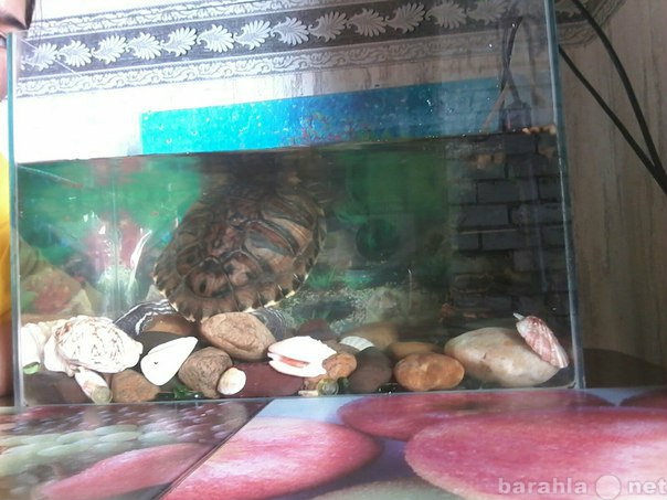 Продам: черепаху вместе с аквариумом,фильтром