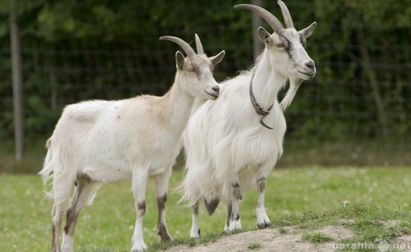 Продам: Пара-козел и коза