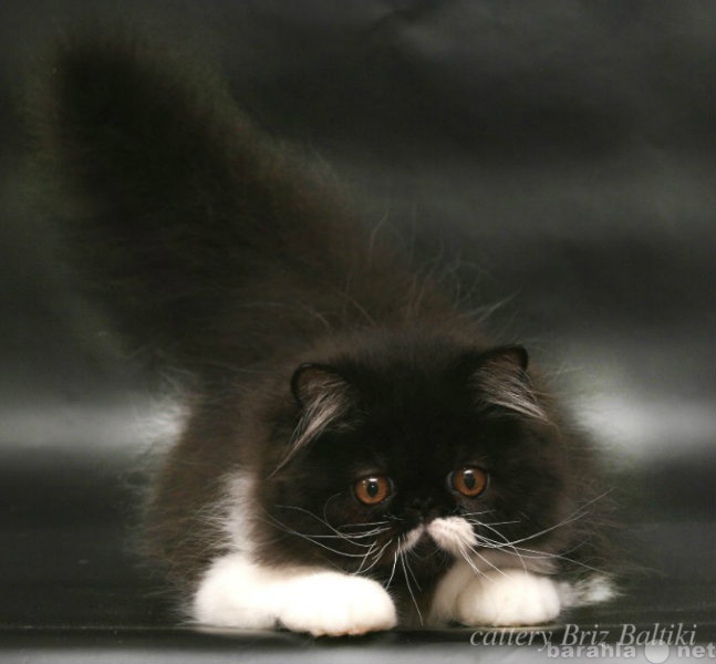 Продам: сладкий персидский котенок питомника